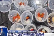 揭阳@铲屎官们 养“异宠”或危害国家安全 这些行为违法了