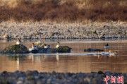 揭阳歙县完成安徽首个县域生物多样性调查 共记录物种近4千种